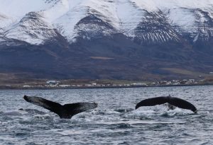 digital detox and whale watching